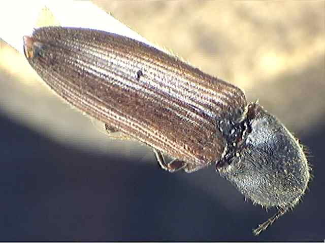 Athous haemorrhoidalis